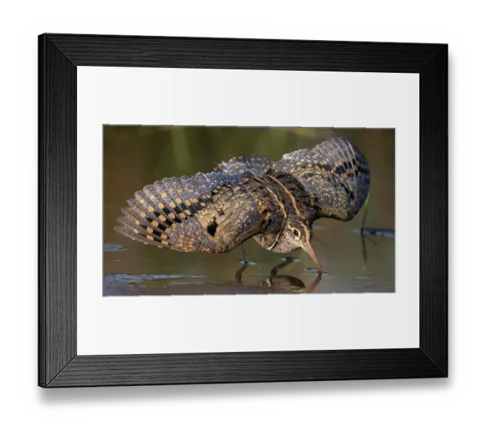 Framed Print : Greater painted-snipe (Rostratula benghalensis) male, displaying threatening posture, Allahein River, The Gambia Framed Print : Greater painted-snipe (Rostratula benghalensis) male, displaying threatening posture, Allahein River, The Gambia