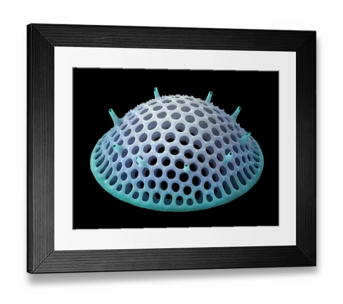 Framed Print : Diatom valve (Stephanopyxis grunowii). Diatoms are single-celled algae whose cell walls are constructed from silica and are known as a frustule Framed Print : Diatom valve (Stephanopyxis grunowii). Diatoms are single-celled algae whose cell walls are constructed from silica and are known as a frustule