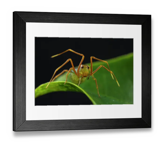 Framed Print : Ant-mimic crab spider (Amyciaea sp.) hunting, waving its front legs to look like an ant, Cairns, Australia