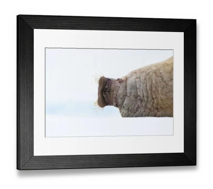 Framed Print : Atlantic walrus (Odobenus rosmarus) male, sleeping on the edge of fast-ice on the shores of Spitsbergen, Svalbard, Norway. May Framed Print : Atlantic walrus (Odobenus rosmarus) male, sleeping on the edge of fast-ice on the shores of Spitsbergen, Svalbard, Norway. May