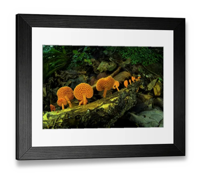 Framed Print : Orange pore fungus (Favolaschia claudopus) fruiting body growing on a fallen tree branch, Genoa, Italy. November Framed Print : Orange pore fungus (Favolaschia claudopus) fruiting body growing on a fallen tree branch, Genoa, Italy. November