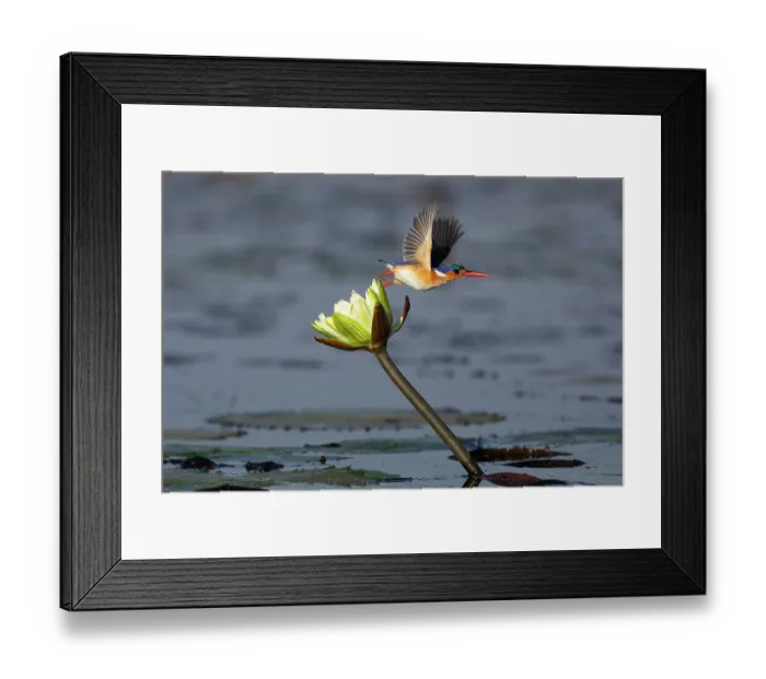 Framed Print : Malachite kingfisher (Corythornis cristatus) taking flight from Water lily flower, Chobe river, Namibia Framed Print : Malachite kingfisher (Corythornis cristatus) taking flight from Water lily flower, Chobe river, Namibia