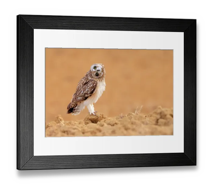 Framed Print : Short-eared owl (Asio flammeus) perched on fallow land, Valladolid, Spain. August Framed Print : Short-eared owl (Asio flammeus) perched on fallow land, Valladolid, Spain. August