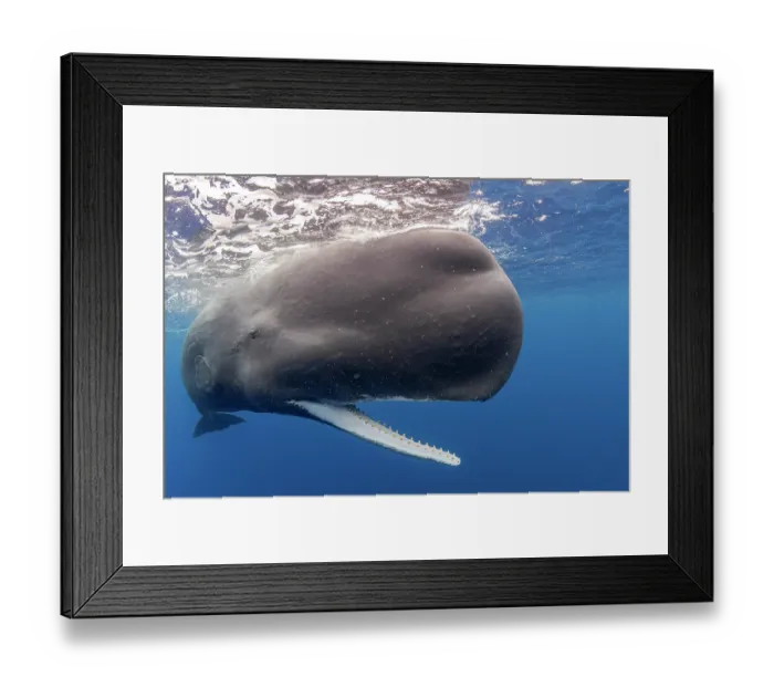 Framed Print : Sperm whale (Physeter macrocephalus) with open mouth showing the teeth, Dominica, Caribbean Sea Framed Print : Sperm whale (Physeter macrocephalus) with open mouth showing the teeth, Dominica, Caribbean Sea