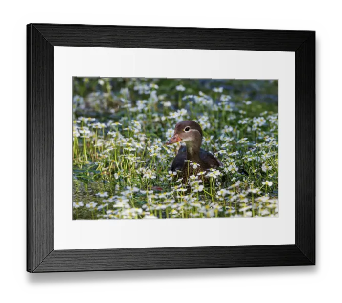 Framed Print : Mandarin duck (Aix galericulata) female, standing among Buttercups (Ranunculus fluitans), Bavaria, Germany. June