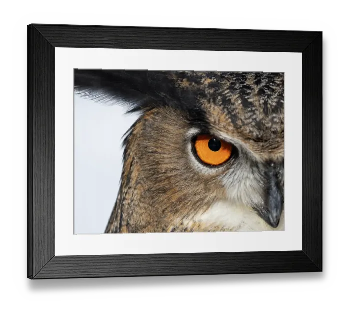 Framed Print : Eagle owl (Bubo bubo) male, head portrait and eye detail, Germany. Captive Framed Print : Eagle owl (Bubo bubo) male, head portrait and eye detail, Germany. Captive