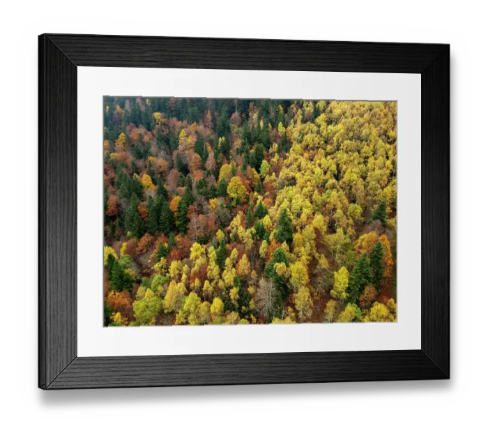 Framed Print : Silver birch (Betula pendula), European beech (Fagus sylvatica) and European silver fir (Abies alba) forest in autumn, Varrados valley, Aran Valley, Pyrenees mountains, Catalonia Framed Print : Silver birch (Betula pendula), European beech (Fagus sylvatica) and European silver fir (Abies alba) forest in autumn, Varrados valley, Aran Valley, Pyrenees mountains, Catalonia