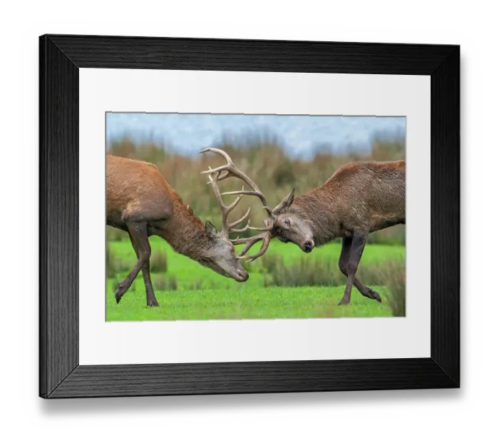 Framed Print : Two Red deer (Cervus elaphus) stags fighting by locking antlers during fierce mating battle in grassland during the autumn rut, Parc Animalier de Sainte-Croix, France. October Framed Print : Two Red deer (Cervus elaphus) stags fighting by locking antlers during fierce mating battle in grassland during the autumn rut, Parc Animalier de Sainte-Croix, France. October