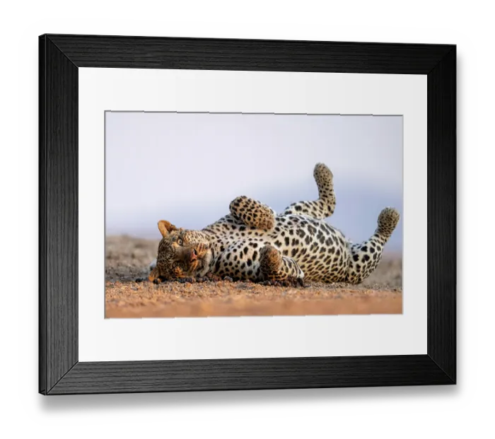 Framed Print : Leopard (Panthera pardus) rolling on its back, Lower Zambezi National Park, Zambia Framed Print : Leopard (Panthera pardus) rolling on its back, Lower Zambezi National Park, Zambia
