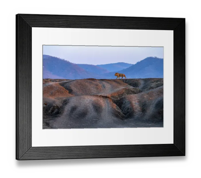 Framed Print : Lion (Panthera leo) male, walking along ridge, Lower Zambezi National Park, Zambia Framed Print : Lion (Panthera leo) male, walking along ridge, Lower Zambezi National Park, Zambia