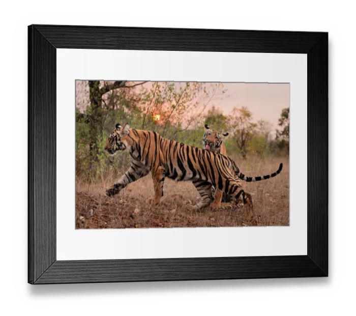 Framed Print : Two Bengal tigers (Panthera tigris tigris) juvenile male siblings, one licking the other at sunset, Tadoba National Park, Maharashtra, India. Endangered