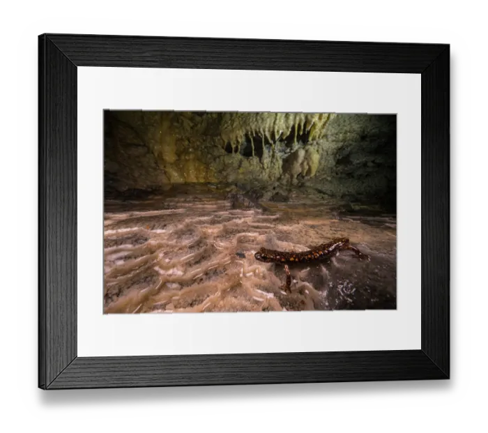 Framed Print : Strinati's cave salamander (Speleomantes strinatii) walking on a wet calcarous substrate inside a cave, Genoa, Italy. Endangered Framed Print : Strinati's cave salamander (Speleomantes strinatii) walking on a wet calcarous substrate inside a cave, Genoa, Italy. Endangered