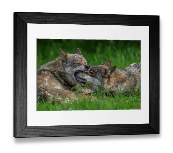 Framed Print : Two Eurasian wolves (Canis lupus lupus) showing muzzle grab behaviour, dominant wolf grabbing subordinate pack member by the snout to confirm relationship, Germany, June. Captive Framed Print : Two Eurasian wolves (Canis lupus lupus) showing muzzle grab behaviour, dominant wolf grabbing subordinate pack member by the snout to confirm relationship, Germany, June. Captive