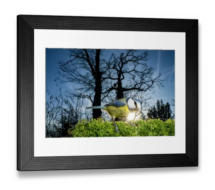 Framed Print : Eurasian blue tit (Cyanistes caeruleus) perched on bird feeder with sunstar in the background, Lucerne, Switzerland. January Framed Print : Eurasian blue tit (Cyanistes caeruleus) perched on bird feeder with sunstar in the background, Lucerne, Switzerland. January