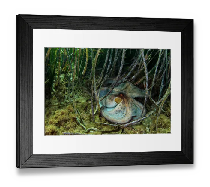 Framed Print : Common octopus (Octopus vulgaris) performing warning display on seabed, Portofino, Italy, Mediterranean Sea Framed Print : Common octopus (Octopus vulgaris) performing warning display on seabed, Portofino, Italy, Mediterranean Sea