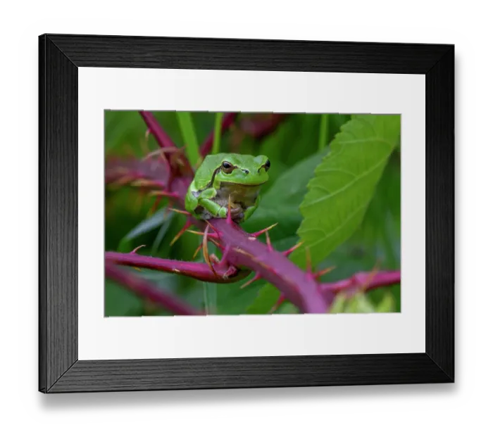 Framed Print : European tree frog (Hyla arborea) basking on prickly stem of bramble bush in summer showing green camouflage colour, Belgium. June