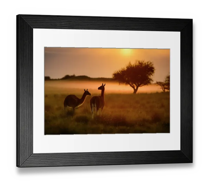Framed Print : Two Guanacos (Lama guanicoe) backlit at dawn, La Pampa Province, Patagonia, Argentina Framed Print : Two Guanacos (Lama guanicoe) backlit at dawn, La Pampa Province, Patagonia, Argentina