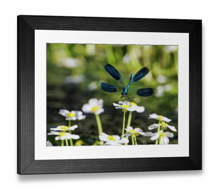 Framed Print : Banded demoiselle (Calopteryx splendens) male resting on Water crowfoot (Ranunculus fluitans) flower, Bavaria, Germany. June Framed Print : Banded demoiselle (Calopteryx splendens) male resting on Water crowfoot (Ranunculus fluitans) flower, Bavaria, Germany. June