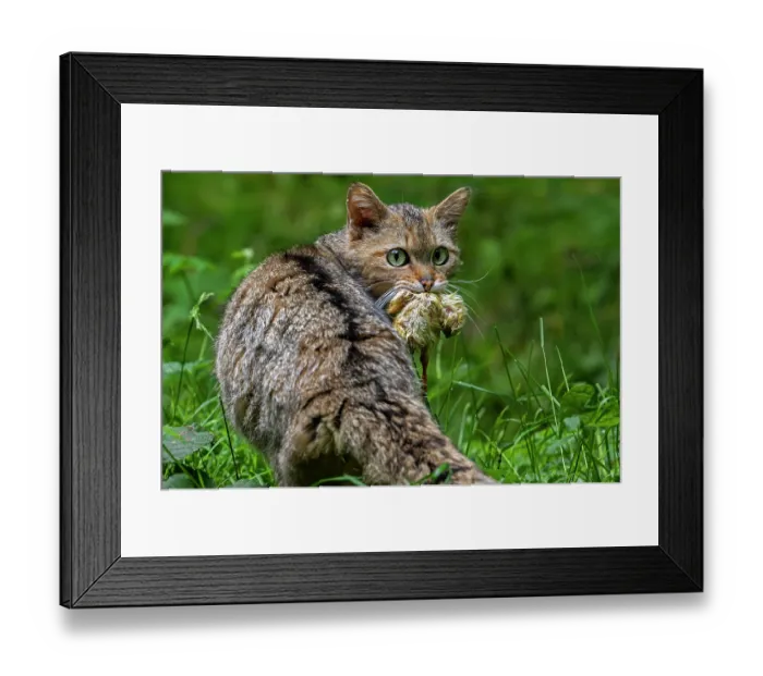 Framed Print : European wildcat (Felis silvestris silvestris) with chick prey in mouth, Germany. June. Captive Framed Print : European wildcat (Felis silvestris silvestris) with chick prey in mouth, Germany. June. Captive