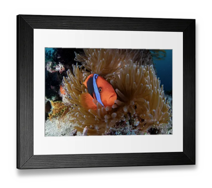 Framed Print : Tomato anemonefish (Amphiprion frenatus) resting amongst tentacles of Magnificent sea anemone (Heteractis magnifica), Batangas marine protected area, Luzon, Philippines Framed Print : Tomato anemonefish (Amphiprion frenatus) resting amongst tentacles of Magnificent sea anemone (Heteractis magnifica), Batangas marine protected area, Luzon, Philippines