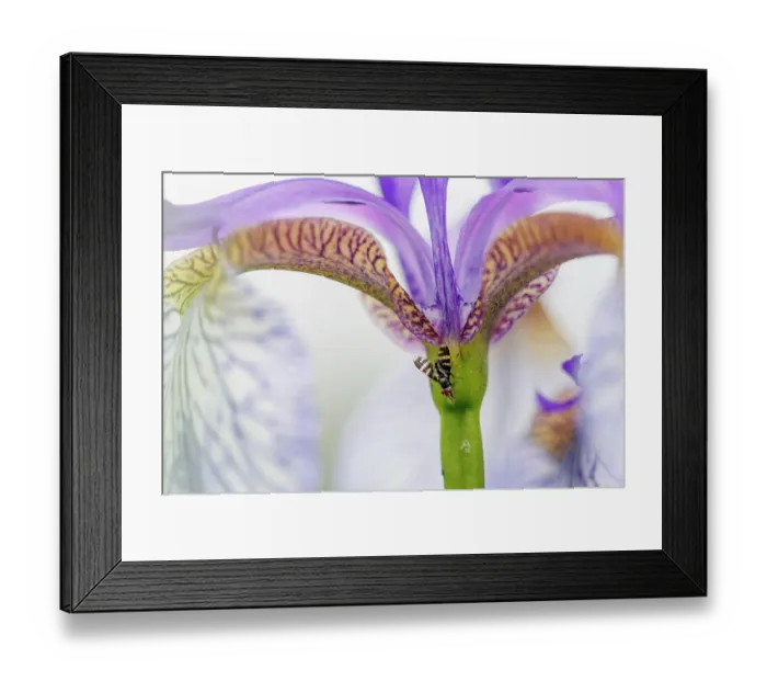 Framed Print : Signal fly (Rivellia frondescentia) resting on Iris (Iris sibirica) flower, Upper Bavaria, Germany. May Framed Print : Signal fly (Rivellia frondescentia) resting on Iris (Iris sibirica) flower, Upper Bavaria, Germany. May
