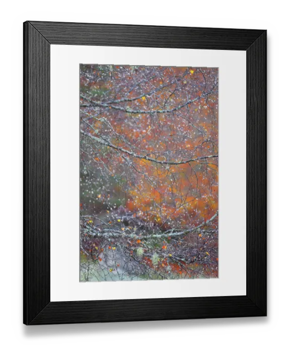 Framed Print : Rain drops on the branches of a Silver birch (Betula pendula) tree on an autumn morning in Varrados valley, Aran Valley, Pyrenees mountains, Catalonia, Spain. October Framed Print : Rain drops on the branches of a Silver birch (Betula pendula) tree on an autumn morning in Varrados valley, Aran Valley, Pyrenees mountains, Catalonia, Spain. October
