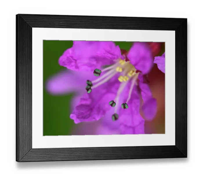 Framed Print : Purple loosestrife (Lythrum salicaria) flower, close up, Bavaria, Germany. July Framed Print : Purple loosestrife (Lythrum salicaria) flower, close up, Bavaria, Germany. July
