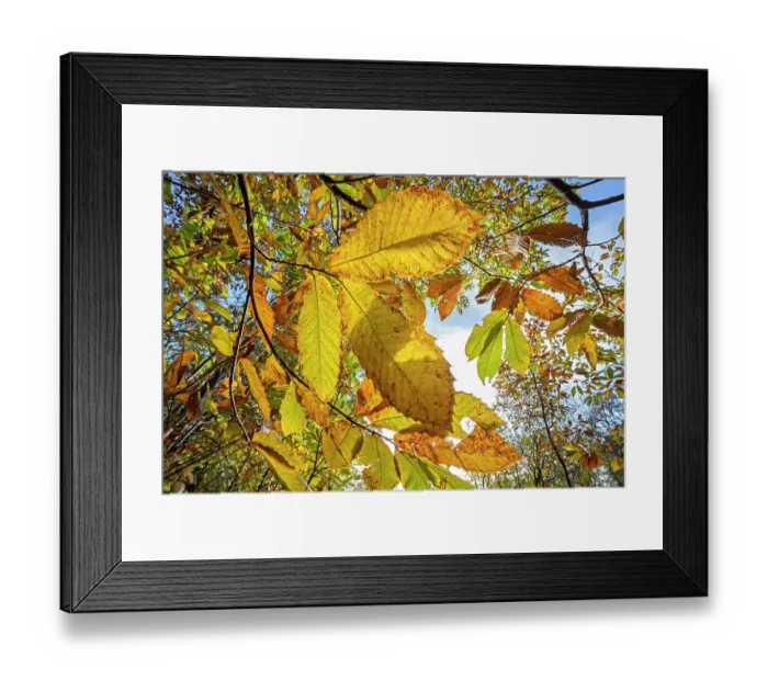 Framed Print : Sweet chestnut tree (Castanea sativa) autumnal leaves backlit by sunshine, Belgium. November Framed Print : Sweet chestnut tree (Castanea sativa) autumnal leaves backlit by sunshine, Belgium. November