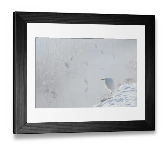 Framed Print : Great white egret (Egretta alba) perched on snow in morning mist, Upper Bavaria, Germany. January Framed Print : Great white egret (Egretta alba) perched on snow in morning mist, Upper Bavaria, Germany. January