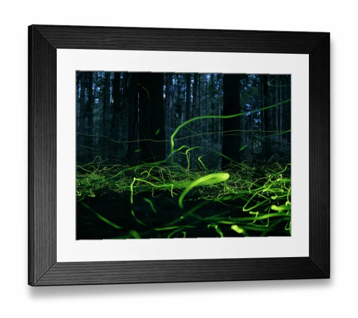 Framed Print : Fireflies (Lamprohiza splendidula) males, glowing bioluminescence in forest, Upper Bavaria, Germany Framed Print : Fireflies (Lamprohiza splendidula) males, glowing bioluminescence in forest, Upper Bavaria, Germany