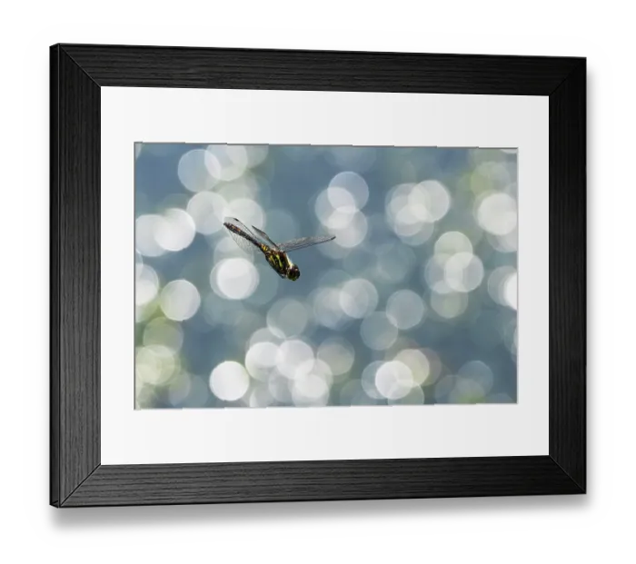 Framed Print : Black darter dragonfly (Sympetrum danae) juvenile male in flight, Upper Bavaria, Germany. July Framed Print : Black darter dragonfly (Sympetrum danae) juvenile male in flight, Upper Bavaria, Germany. July