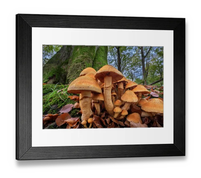 Framed Print : Spectacular rustgill (Gymnopilus junonius) cluster at base of tree trunk in autumn forest, Belgium. October Framed Print : Spectacular rustgill (Gymnopilus junonius) cluster at base of tree trunk in autumn forest, Belgium. October