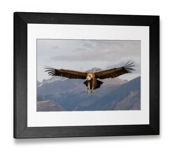 Framed Print : Eurasian griffon vulture (Gyps fulvus) landing with mountains behind, Pyrenees, northern Spain. February Framed Print : Eurasian griffon vulture (Gyps fulvus) landing with mountains behind, Pyrenees, northern Spain. February