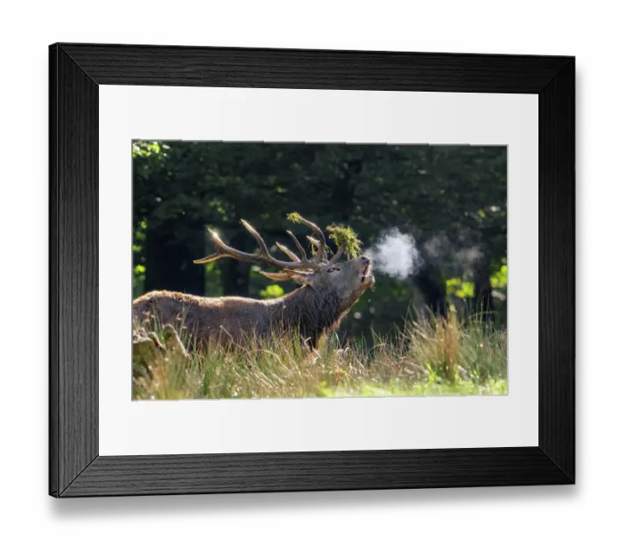 Framed Print : Red deer (Cervus elaphus) stag with antlers covered in grass, roaring with breath condensing at dawn during the autumn rut, Parc Animalier de Sainte-Croix, France. October Framed Print : Red deer (Cervus elaphus) stag with antlers covered in grass, roaring with breath condensing at dawn during the autumn rut, Parc Animalier de Sainte-Croix, France. October