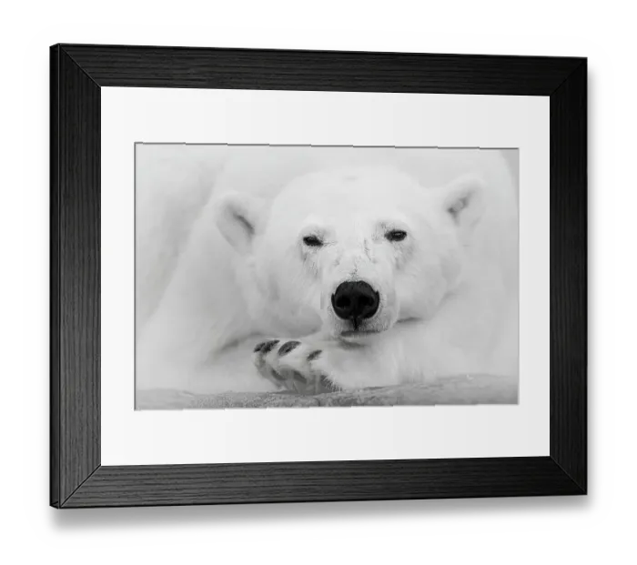 Framed Print : Polar bear (Ursus maritimus) female, resting on a rock, portrait, Svalbard, Norway. August Framed Print : Polar bear (Ursus maritimus) female, resting on a rock, portrait, Svalbard, Norway. August