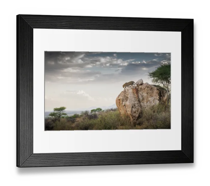 Framed Print : Leopard (Panthera pardus) male, climbing over a large rock, with clouds in background, Samburu, Kenya Framed Print : Leopard (Panthera pardus) male, climbing over a large rock, with clouds in background, Samburu, Kenya