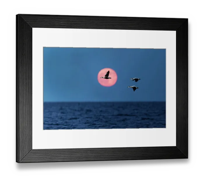 Framed Print : Three Common eiders (Somateria mollissima) in flight at dusk, Parainen Uto, Finland. May Framed Print : Three Common eiders (Somateria mollissima) in flight at dusk, Parainen Uto, Finland. May