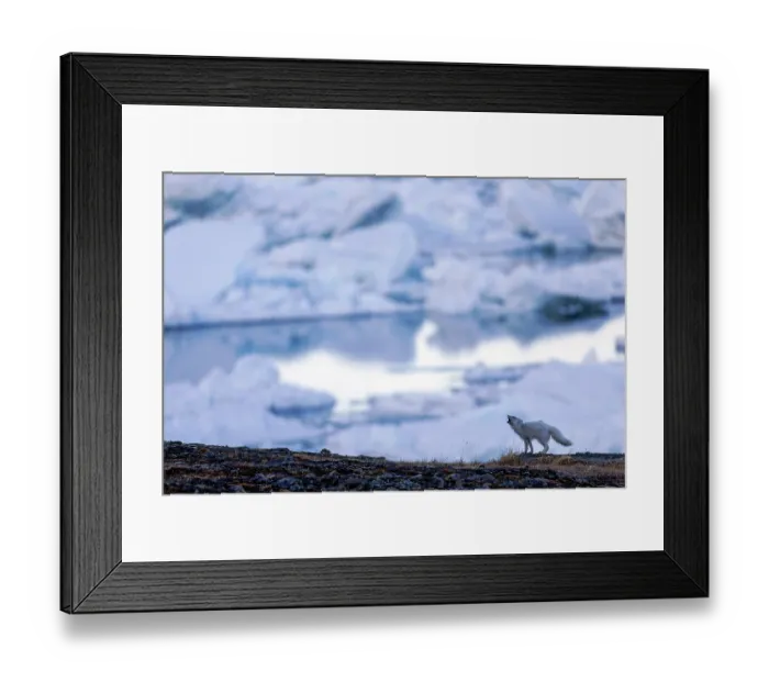Framed Print : Arctic fox (Vulpes lagopus) calling, with icebergs and water behind, Svalbard, Norway. May Framed Print : Arctic fox (Vulpes lagopus) calling, with icebergs and water behind, Svalbard, Norway. May