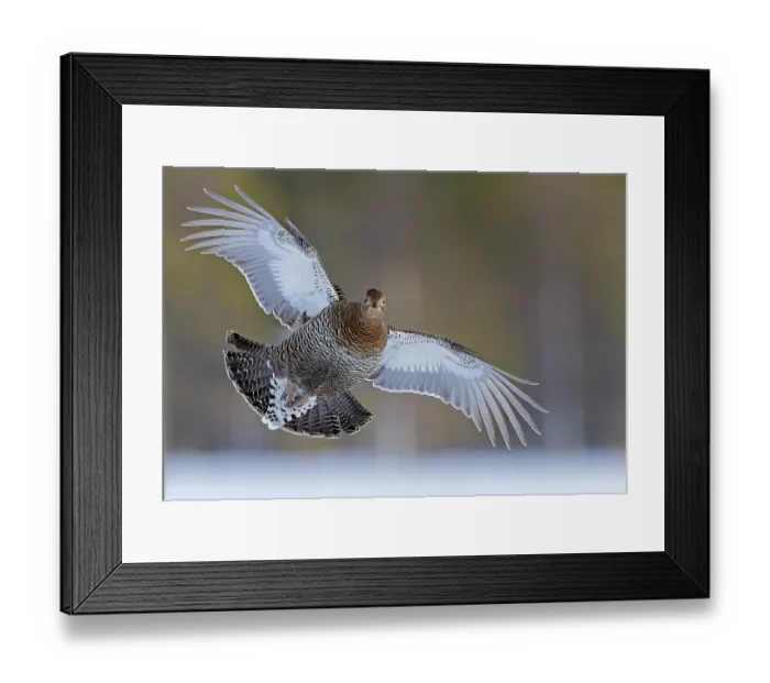 Framed Print : Black grouse (Lyrurus tetrix) female, in flight, Kuhmo, Finland. January Framed Print : Black grouse (Lyrurus tetrix) female, in flight, Kuhmo, Finland. January
