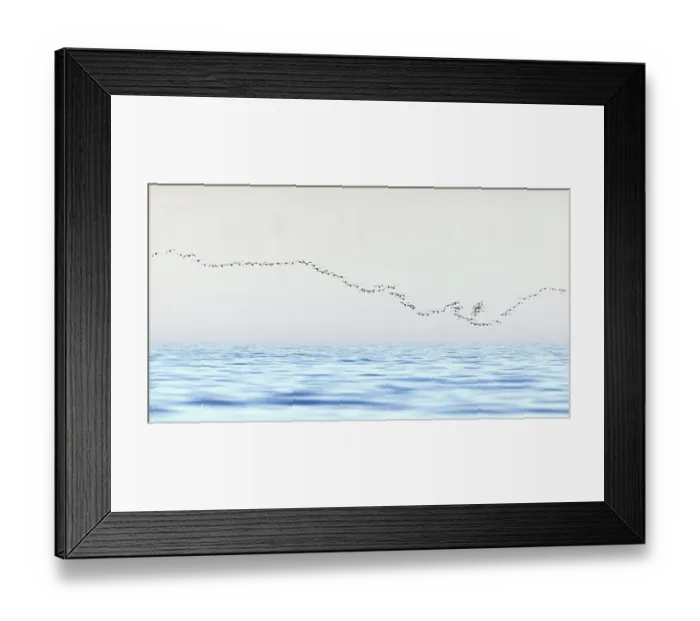 Framed Print : Barnacle geese (Branta leucopsis) flock flying over Gulf of Finland, Helsinki, Finland Framed Print : Barnacle geese (Branta leucopsis) flock flying over Gulf of Finland, Helsinki, Finland