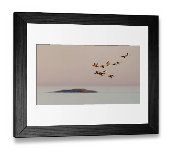 Framed Print : Long-tailed ducks (Clangula hyemalis) flock in flight in evening light during migration, Porvoo, Finland. May Framed Print : Long-tailed ducks (Clangula hyemalis) flock in flight in evening light during migration, Porvoo, Finland. May