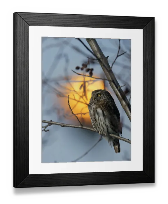 Framed Print : Pygmy owl (Glaucidium passerinum) perched on branch, Helsinki, Finland. March Framed Print : Pygmy owl (Glaucidium passerinum) perched on branch, Helsinki, Finland. March