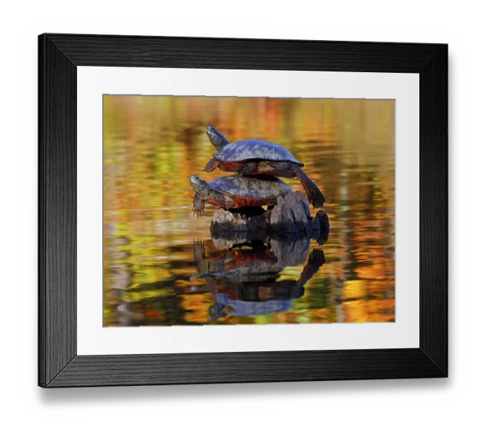 Framed Print : Two Northern red-bellied turtles (Pseudemys rubriventris) resting on a rock, one on top of the other, Maryland, USA. October Framed Print : Two Northern red-bellied turtles (Pseudemys rubriventris) resting on a rock, one on top of the other, Maryland, USA. October