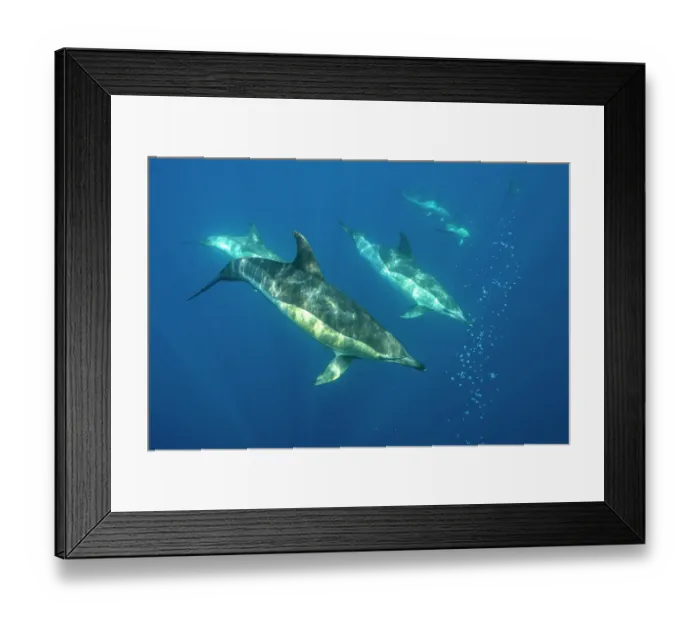 Framed Print : Common dolphins (Delphinus delphis) pod, Horta island, Azores, Atlantic Ocean Framed Print : Common dolphins (Delphinus delphis) pod, Horta island, Azores, Atlantic Ocean