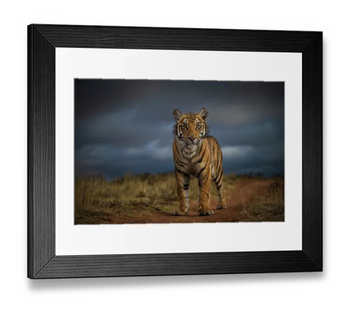 Framed Print : Tiger (Panthera tigris) juvenile, portrait with storm clouds in the background, Tiger Canyon Private Reserve, South Africa. Endangered Framed Print : Tiger (Panthera tigris) juvenile, portrait with storm clouds in the background, Tiger Canyon Private Reserve, South Africa. Endangered