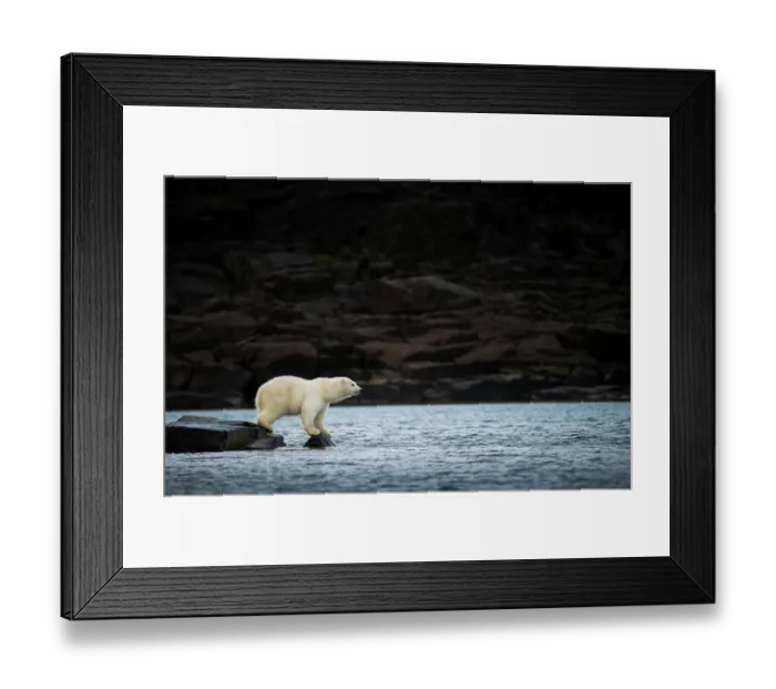 Framed Print : Polar bear (Ursus maritimus) juvenile, aged one year, venturing out onto a rock, peering across a shallow bay, Svalbard, Norway Framed Print : Polar bear (Ursus maritimus) juvenile, aged one year, venturing out onto a rock, peering across a shallow bay, Svalbard, Norway