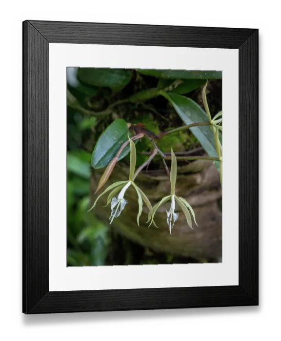 Framed Print : Fringed star orchid (Epidendrum ciliare) growing on a tree fern in a garden, Dominica, Lesser Antilles Framed Print : Fringed star orchid (Epidendrum ciliare) growing on a tree fern in a garden, Dominica, Lesser Antilles