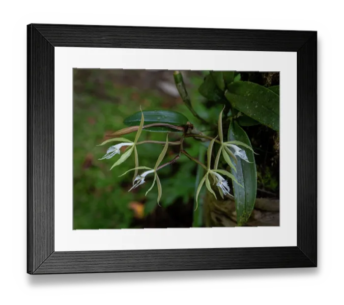 Framed Print : Fringed star orchid (Epidendrum ciliare) growing on a tree fern in a garden, Dominica, Lesser Antilles Framed Print : Fringed star orchid (Epidendrum ciliare) growing on a tree fern in a garden, Dominica, Lesser Antilles