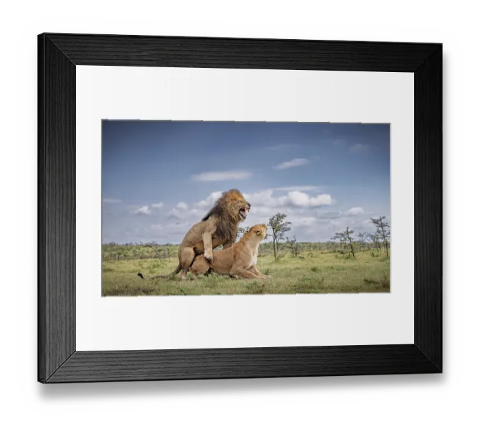 Framed Print : Lions (Panthera leo) pair, mating, Naboisho conservancy, Masai Mara, Kenya