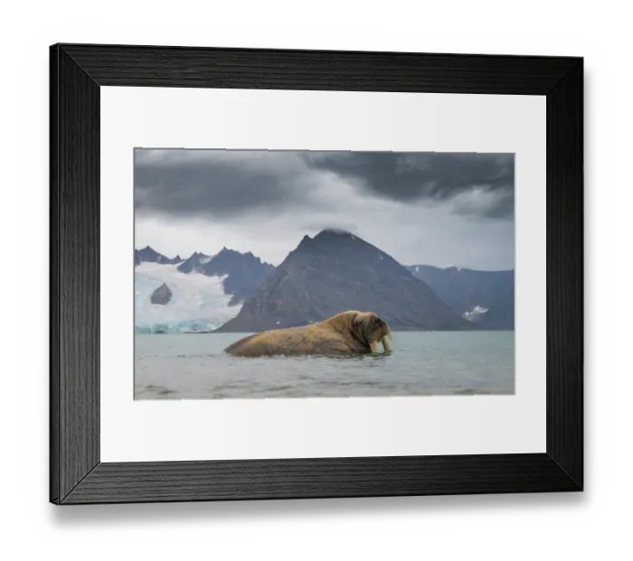 Framed Print : Walrus (Odobenus rosmarus) wallowing in shallow water with mountains in the background, Svalbard, Norway. August Framed Print : Walrus (Odobenus rosmarus) wallowing in shallow water with mountains in the background, Svalbard, Norway. August